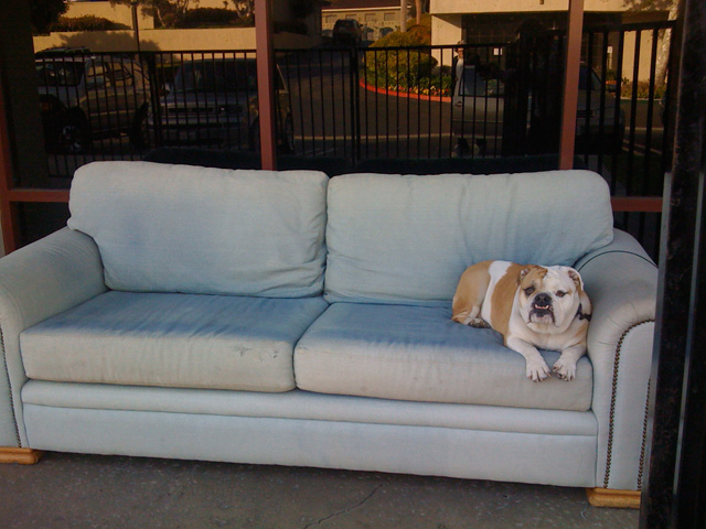 couch dog